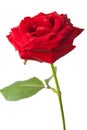 Beautiful red rose isolated Royalty Free Stock Photo