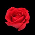 Beautiful red rose isolated on black Royalty Free Stock Photo