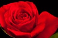Beautiful red rose isolated on black Royalty Free Stock Photo