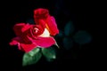 Beautiful red rose isolated on a black background. Perfect for greeting card Royalty Free Stock Photo