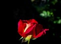 Beautiful red rose isolated on a black background. Perfect for greeting card Royalty Free Stock Photo