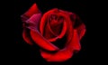 Beautiful red rose isolated on black background. velvet rose Royalty Free Stock Photo