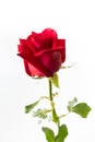 Beautiful red rose isolated white background. Royalty Free Stock Photo