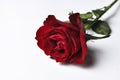 Beautiful red rose isolated on a white background.Copy space Royalty Free Stock Photo