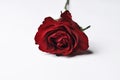 Beautiful red rose isolated on a white background.Copy space Royalty Free Stock Photo