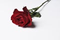 Beautiful red rose isolated on a white background.Copy space Royalty Free Stock Photo