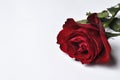 Beautiful red rose isolated on a white background.Copy space