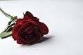 Beautiful red rose isolated on a white background.Copy space Royalty Free Stock Photo