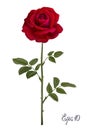 Beautiful red rose Isolated on white background. Royalty Free Stock Photo