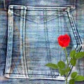 Beautiful red rose on jeans background Royalty Free Stock Photo