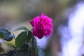 A beautiful red roses view