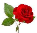 Beautiful Red Rose with Leaves on White Background