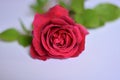 A beautiful red rose of love