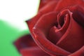 Beautiful red rose micro photo lovely flower