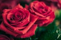 Beautiful red rose macro shot close up. Valentines Day Royalty Free Stock Photo