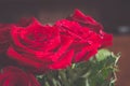 Beautiful red rose macro shot close up. Valentines Day Royalty Free Stock Photo