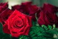 Beautiful red rose macro shot close up. Valentines Day Royalty Free Stock Photo
