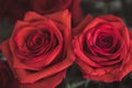 Beautiful red rose macro shot close up. Valentines Day Royalty Free Stock Photo