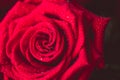 Beautiful red rose macro shot close up. Valentines Day Royalty Free Stock Photo