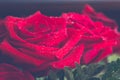 Beautiful red rose macro shot close up. Valentines Day Royalty Free Stock Photo