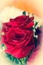 Beautiful red rose macro shot close up. Valentines Day Royalty Free Stock Photo