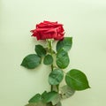 Beautiful red rose on a monochromatic light