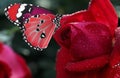 Beautiful red rose with morning dew and butterfly in garden, closeup view Royalty Free Stock Photo