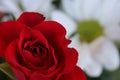 beautiful red rose natural aromatic flower gift detail Royalty Free Stock Photo