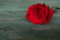 Beautiful red rose on old shabby wood