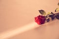 Beautiful red rose on a peach fuzz background on a narrow beam of sunlight. Backdrop with copy space, empty, isolated on Royalty Free Stock Photo