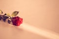 Beautiful red rose on a peach fuzz background on a narrow beam of sunlight. Backdrop with copy space, empty, isolated on Royalty Free Stock Photo