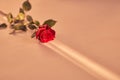 Beautiful red rose on a peach fuzz background on a narrow beam of sunlight. Background with copy space, empty, isolated Royalty Free Stock Photo