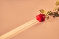 Beautiful red rose on a peach fuzz background on a narrow beam of sunlight. Background with copy space, empty, isolated Royalty Free Stock Photo