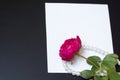 Beautiful red rose with pearls on blank white sheet paper Royalty Free Stock Photo