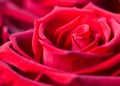 Beautiful red rose. Perfect background for a greeting card