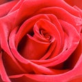 Beautiful red rose. Perfect background for a greeting card