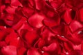 Beautiful red rose petals as background