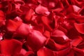 Beautiful red rose petals as background Royalty Free Stock Photo