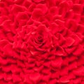 Beautiful red rose petals background Royalty Free Stock Photo