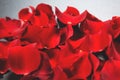 Beautiful red rose petals background. Royalty Free Stock Photo