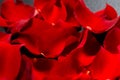 Beautiful red rose petals background. Royalty Free Stock Photo