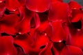 Beautiful red rose petals background. Royalty Free Stock Photo