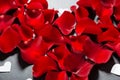 Beautiful red rose petals background. Royalty Free Stock Photo