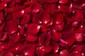 Beautiful red rose petals background Royalty Free Stock Photo