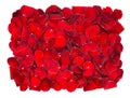 Beautiful red rose petals background Royalty Free Stock Photo