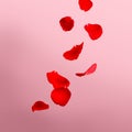 Beautiful red rose petals falling on light pink background Royalty Free Stock Photo