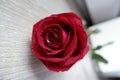 The beautiful red rose petals stand out on the wooden floor wall in soft white light. Royalty Free Stock Photo