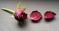 Rose and petals. Closeup of dried red rose. Withered flower over dark background.