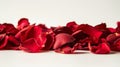 beautiful red rose petals on white background Royalty Free Stock Photo