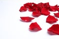 Beautiful red rose petals on white background Royalty Free Stock Photo